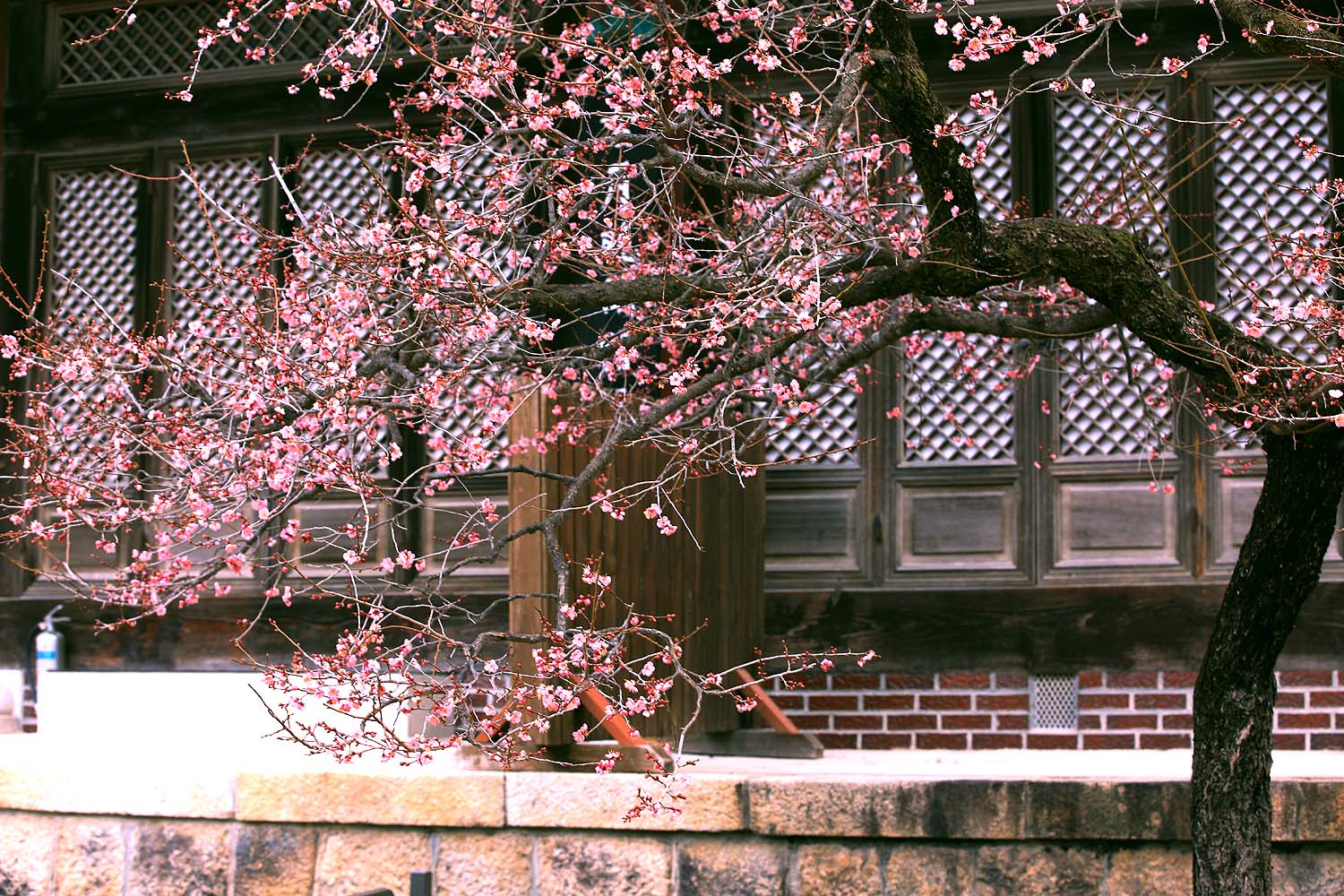 통도사 매화48.JPG