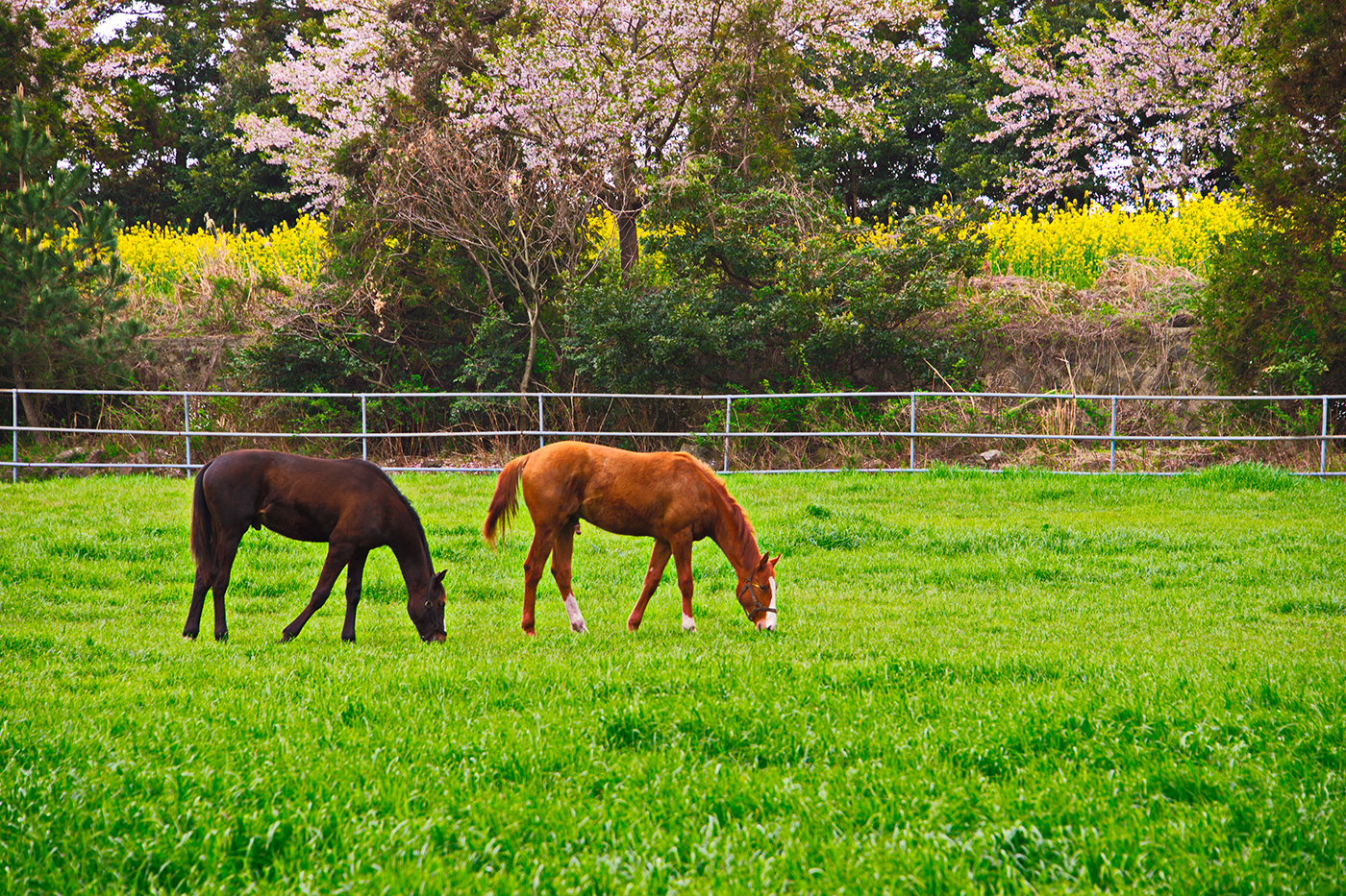 평화로운 세상을 꿈꾸다.jpg