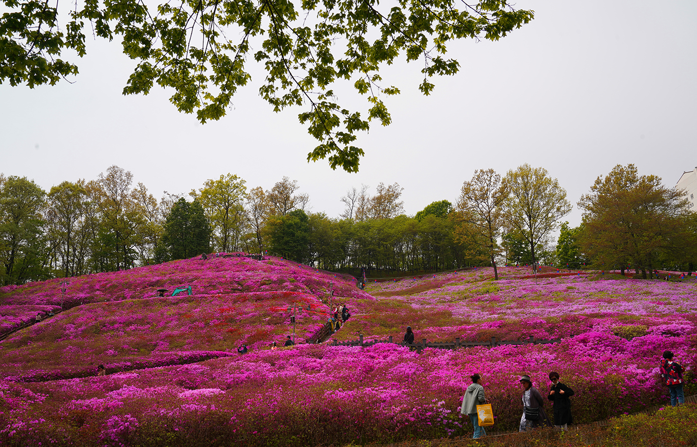 철죽동산.jpg