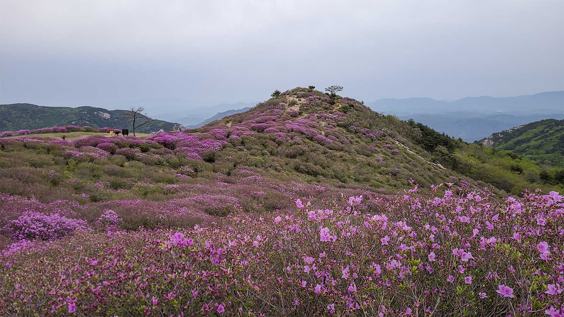 황매산4.24-1.jpg