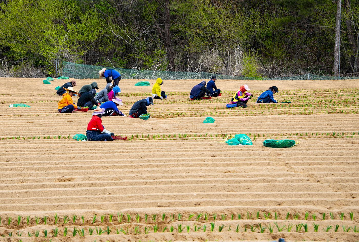 파심는 이들.jpg
