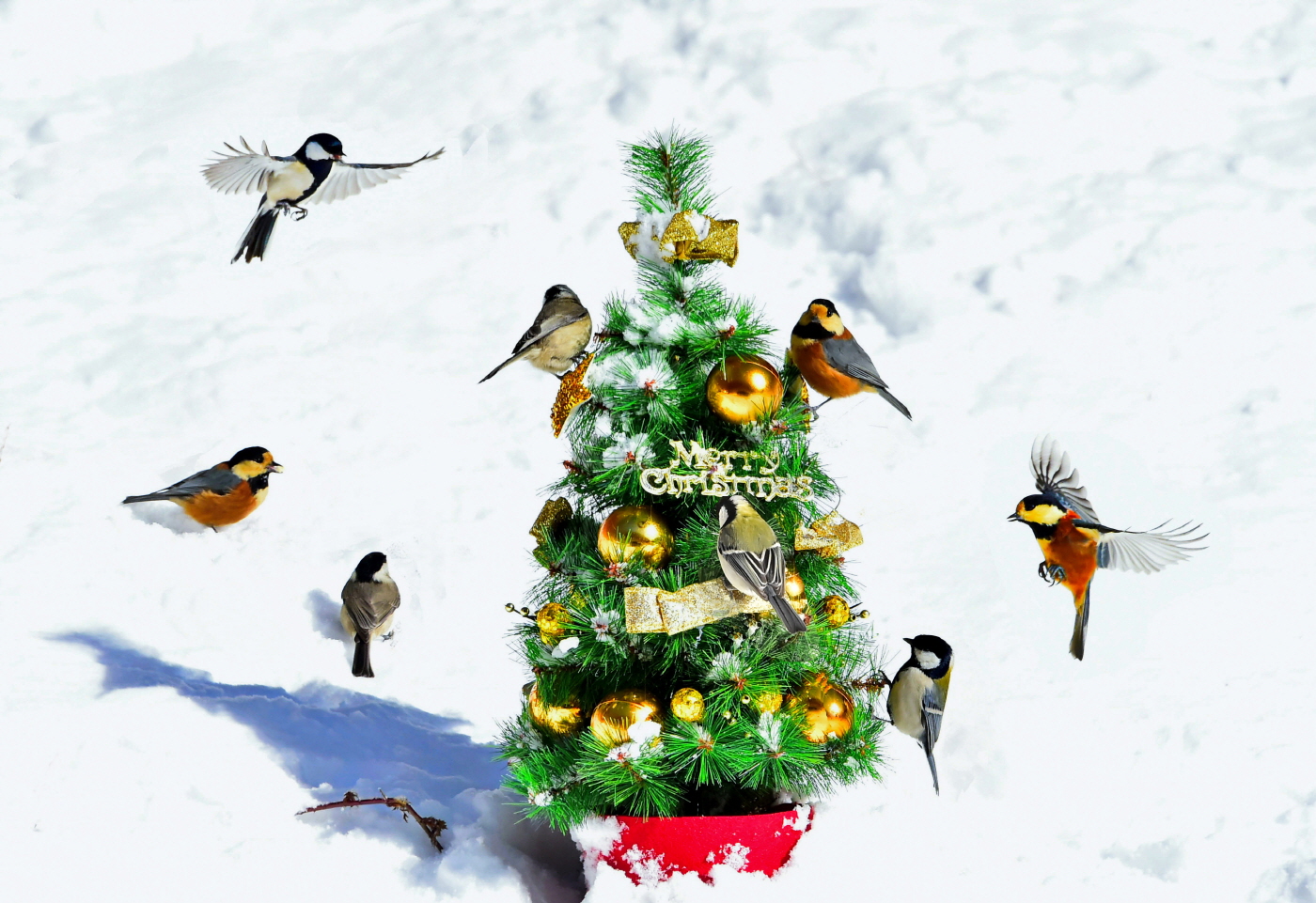 .새들의 성탄축하.jpg