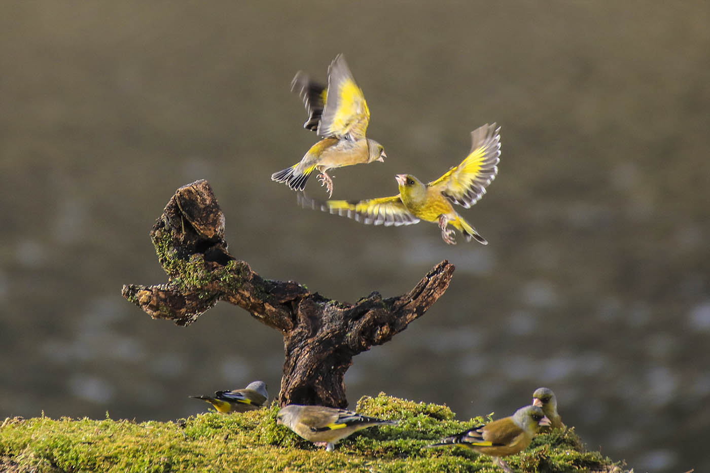 Ⅳ IMG X_5034-1400.jpg