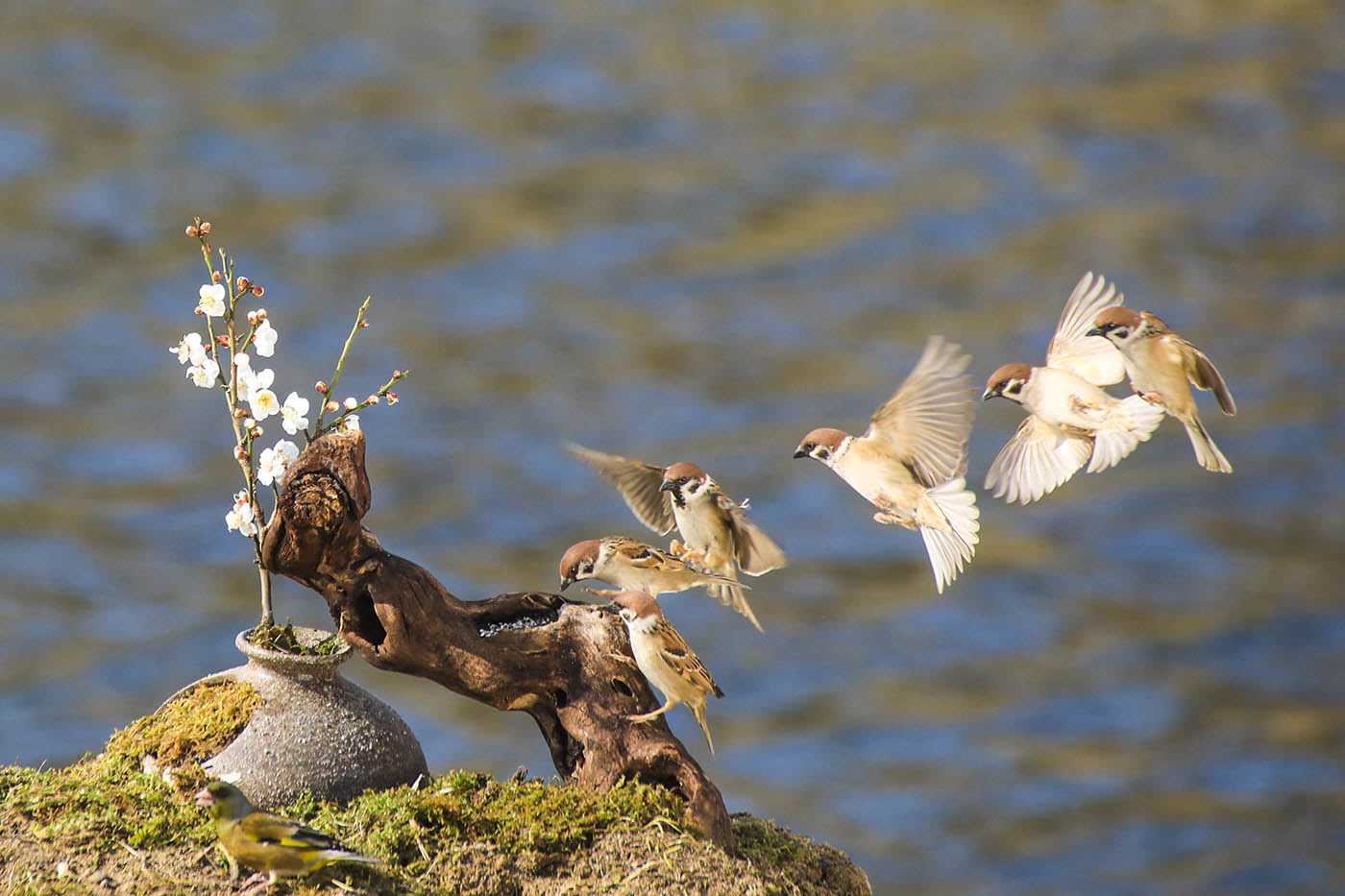 Ⅳ IMG X_4485-1400.jpg