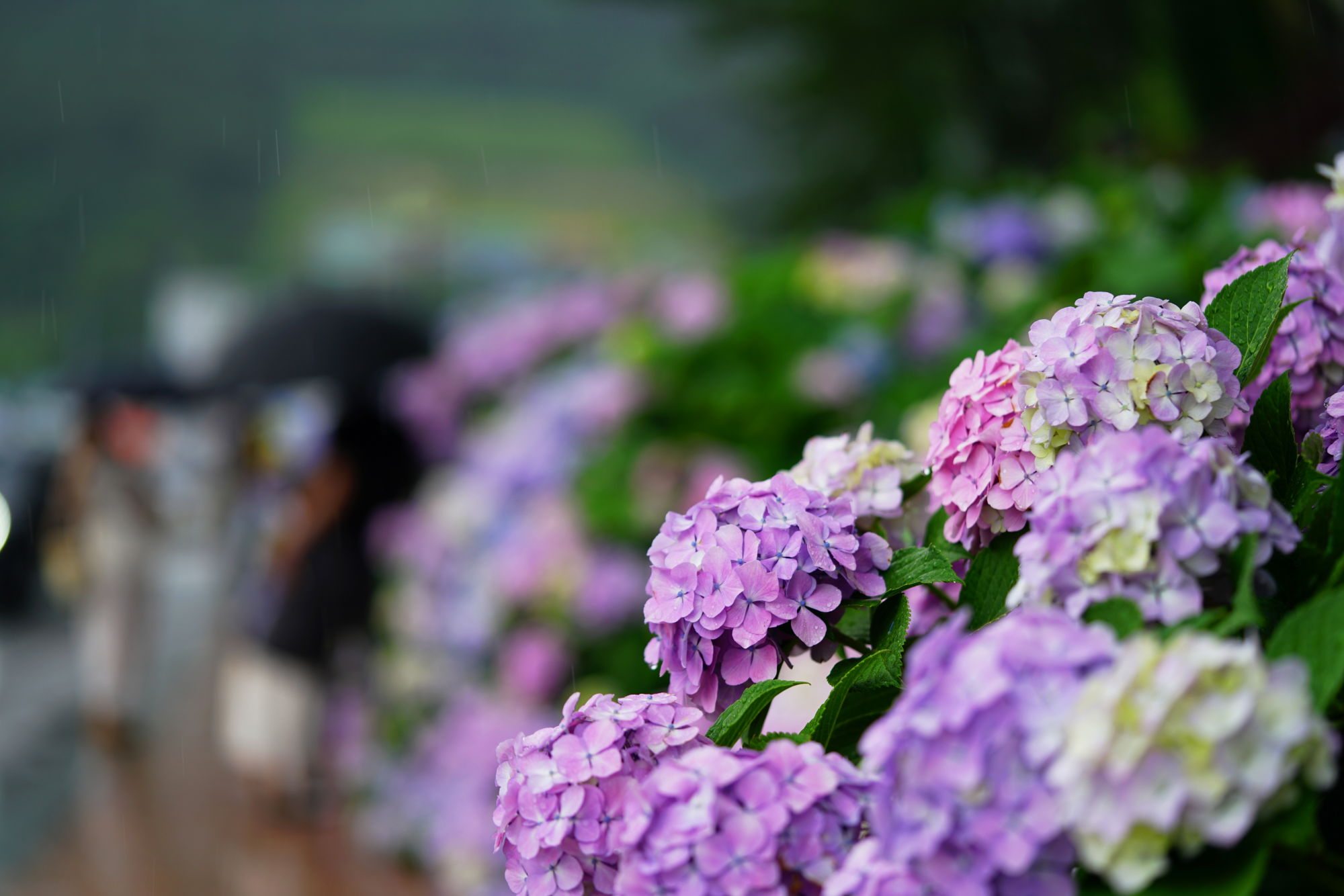 DSC04150 (1)0001.JPG