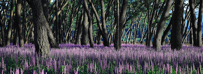 2023-8-2 밀양 맥문동 30-800.jpg