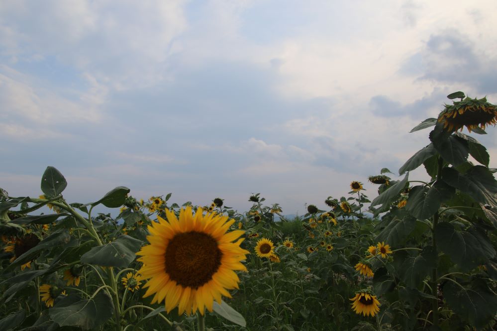 해바라기1....JPG