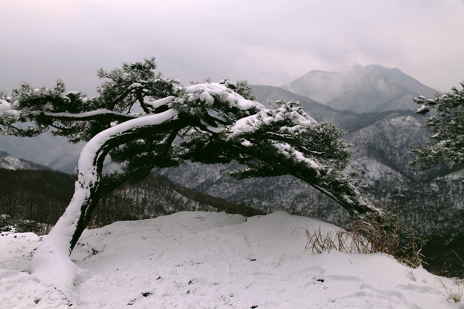 백암산노송.jpg