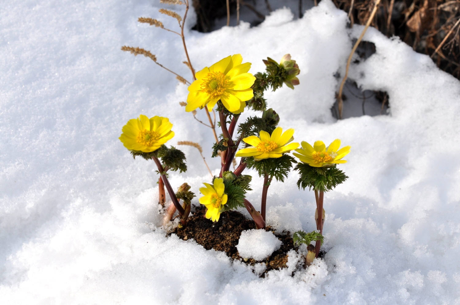 눈속에 피어난  복수초.jpg