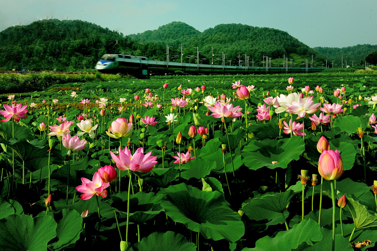 1200pixl 기차_002.JPG