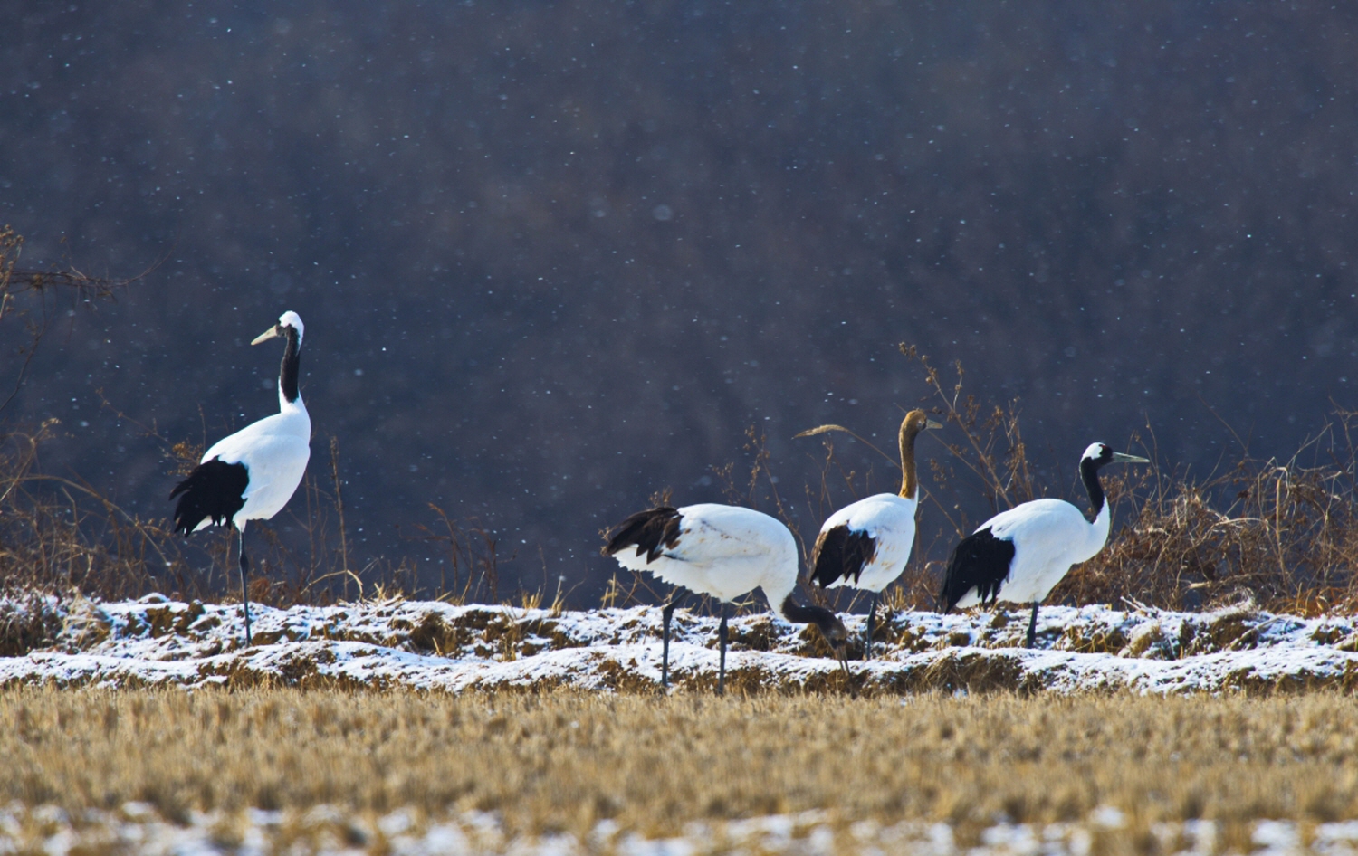 아름다운 진객들.jpg