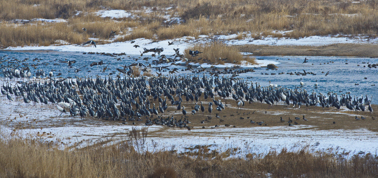 두루미 총회하는 날.jpg