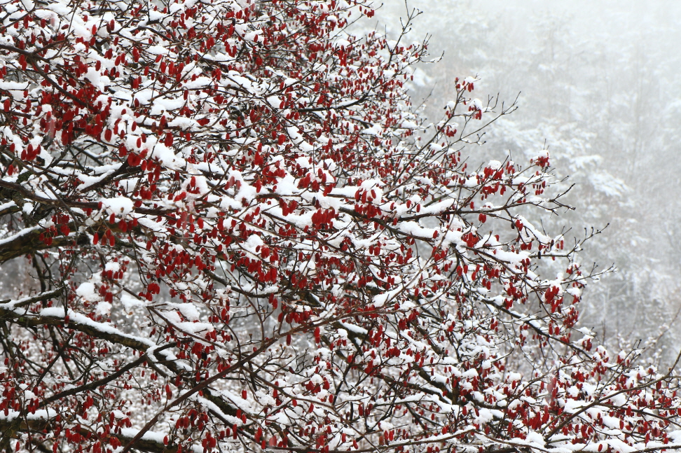 산수유마을 (47).JPG