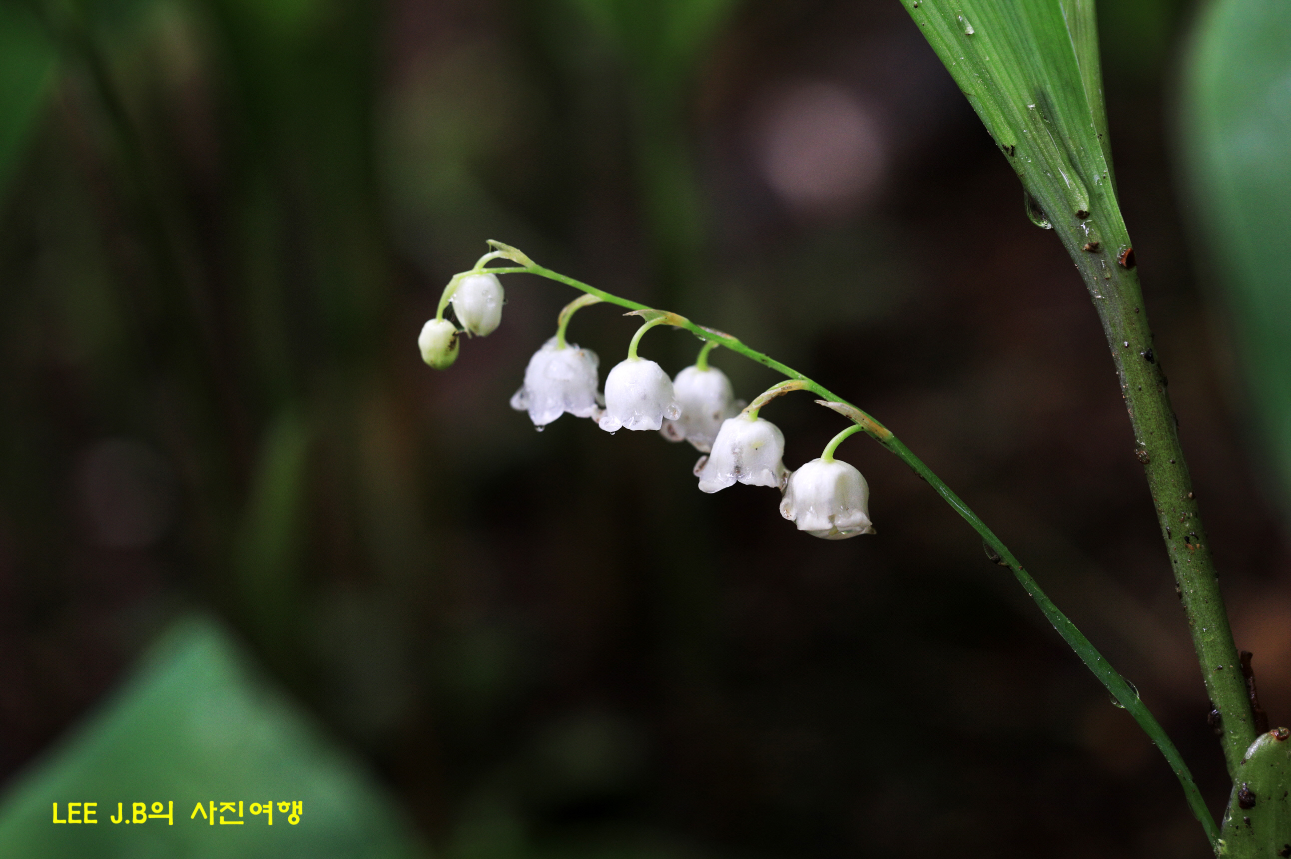 20220429-들꽃학습원 (5).JPG