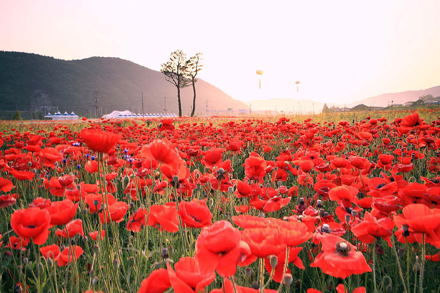 북천 양귀비71.JPG