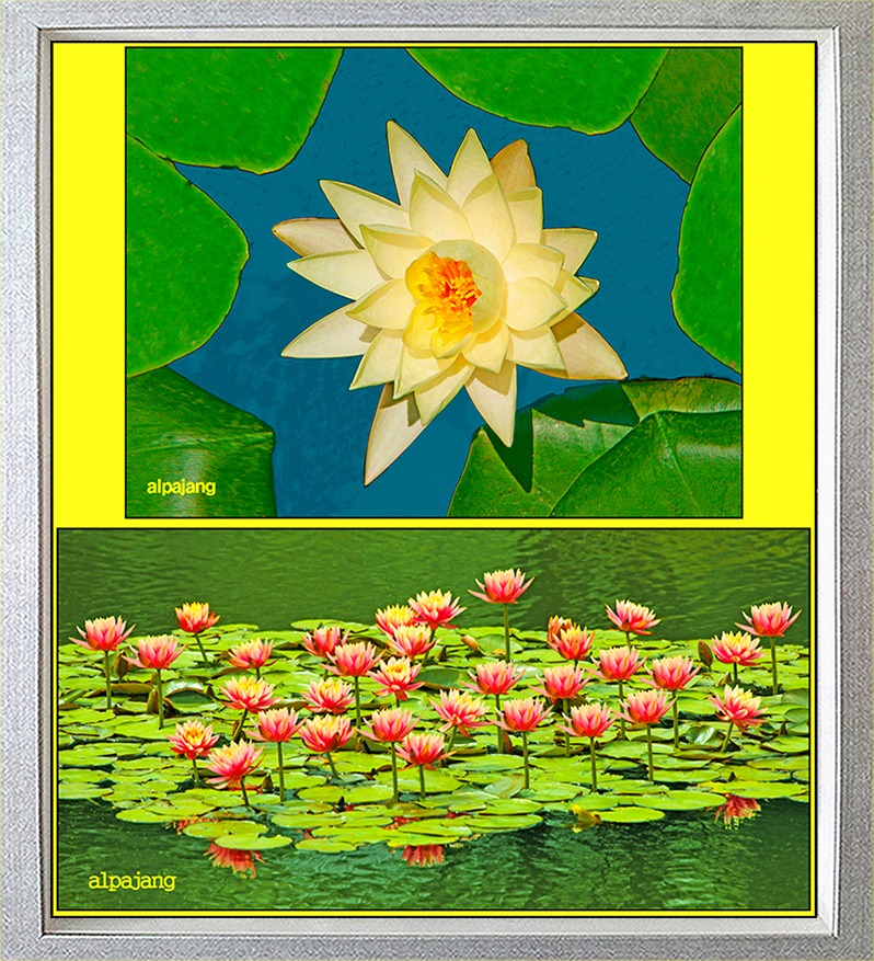 금낭화 복사.jpg