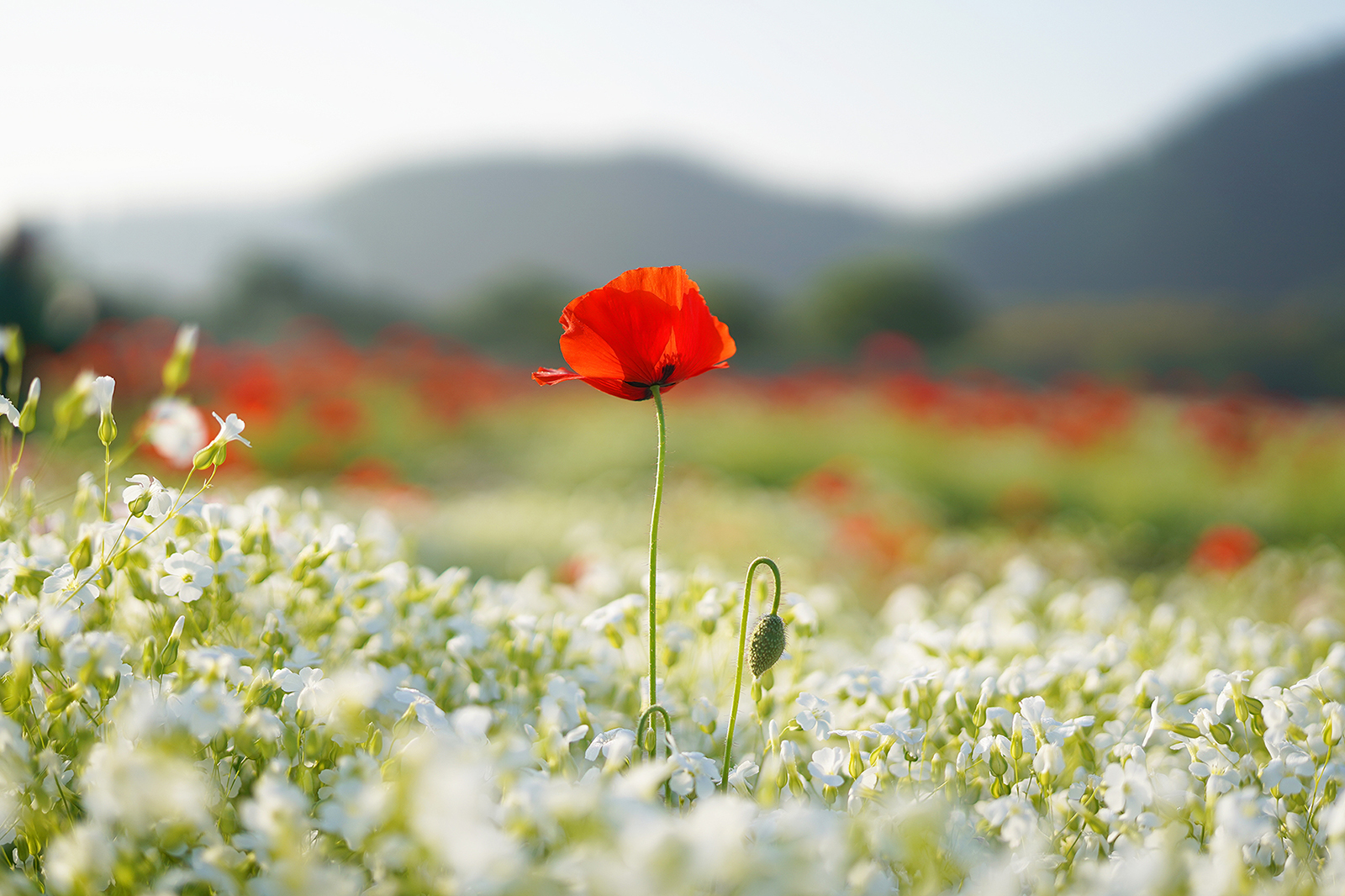 usthkbgcj (1)a(2).jpg