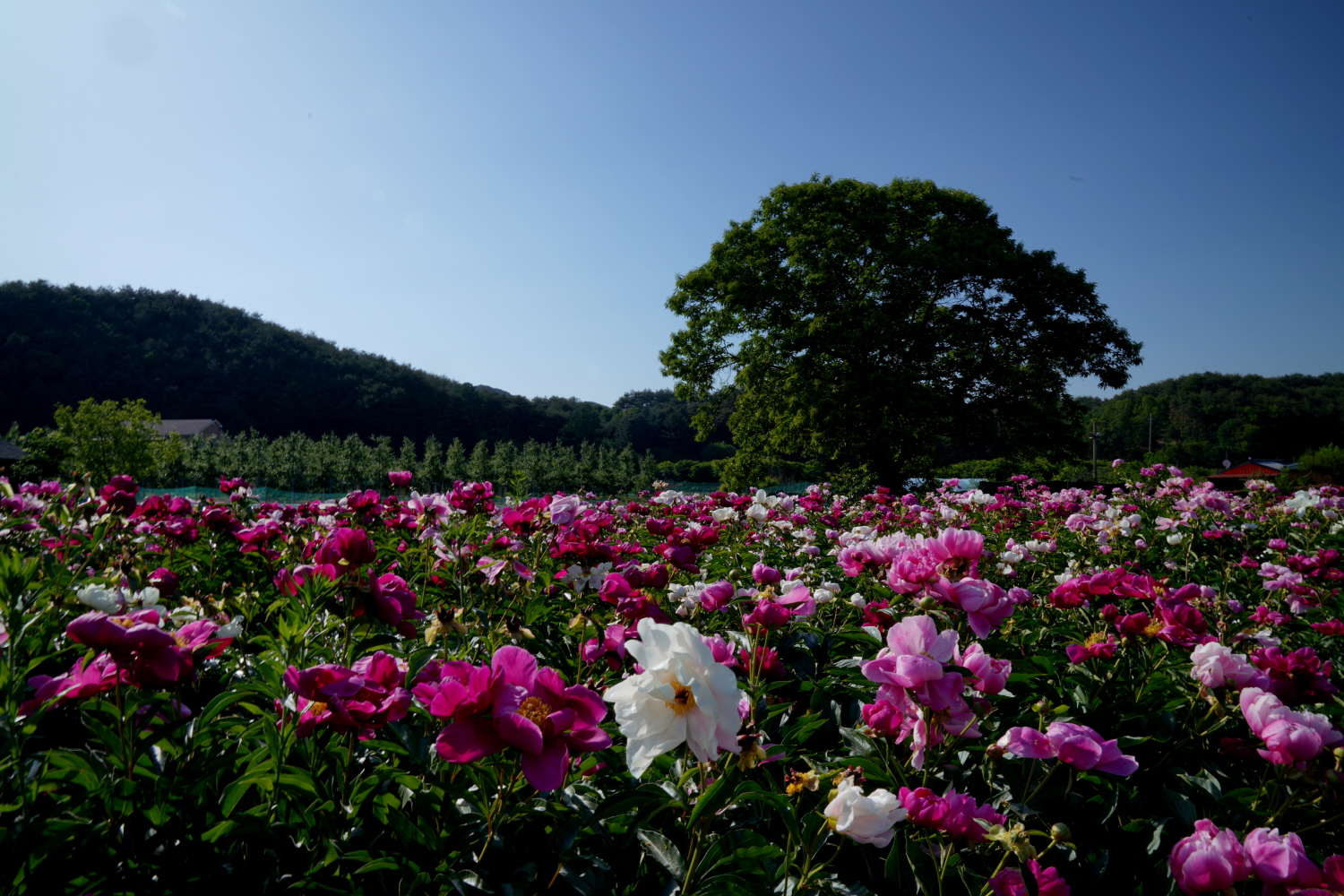 작약꽃 마을.jpg