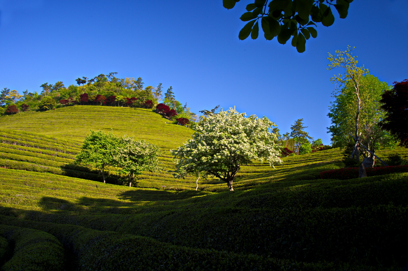 다원의 아침.jpg
