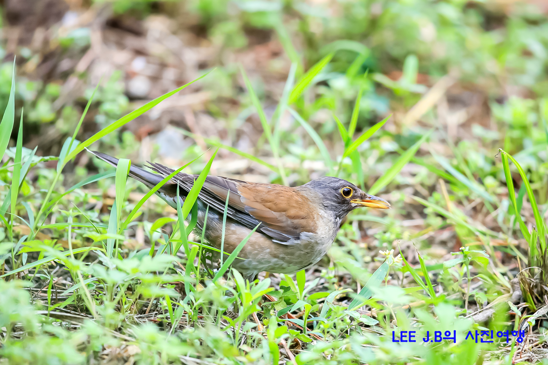 20220608-태화강 (23).JPG