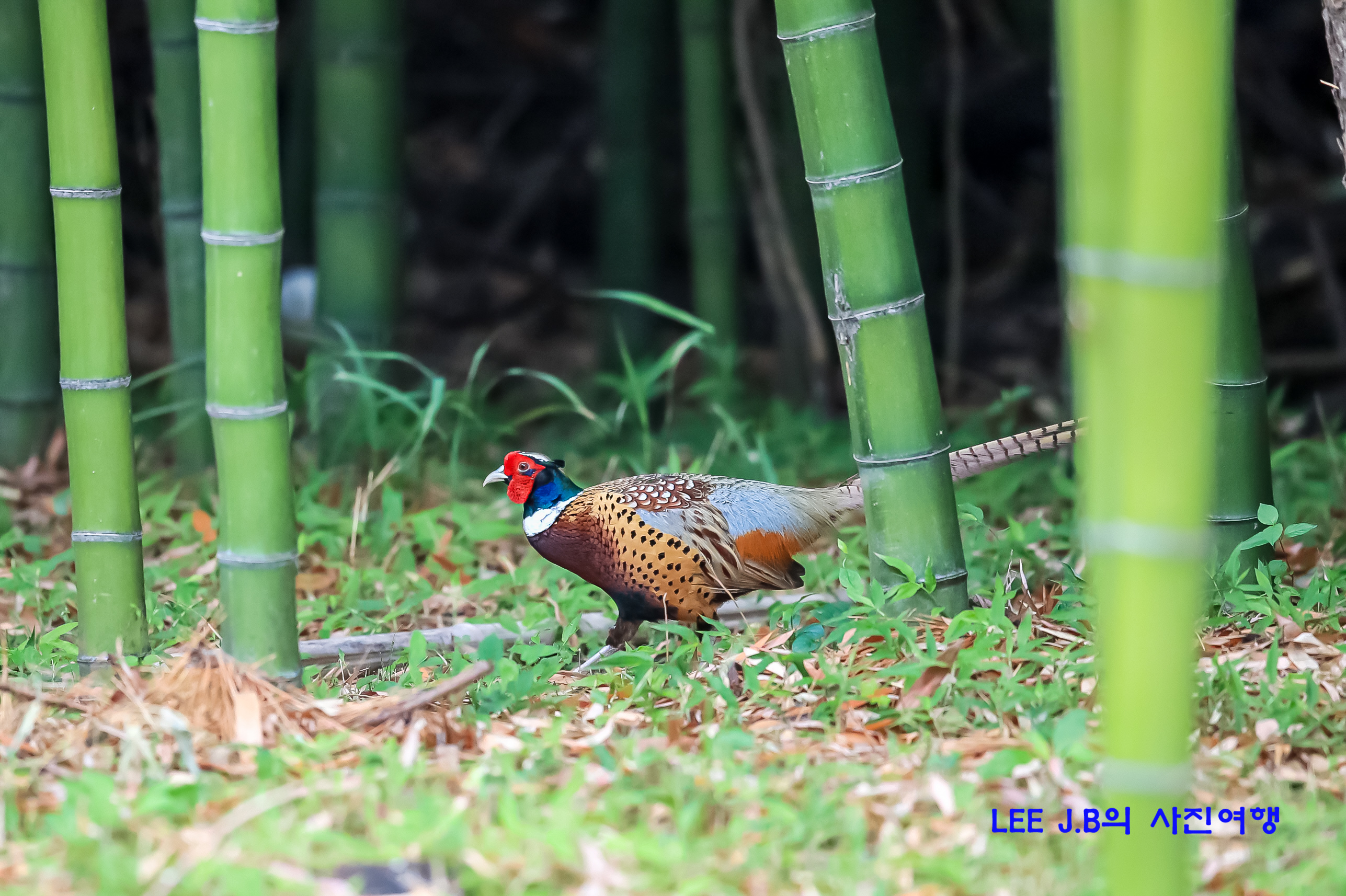 20220608-태화강 (2).JPG