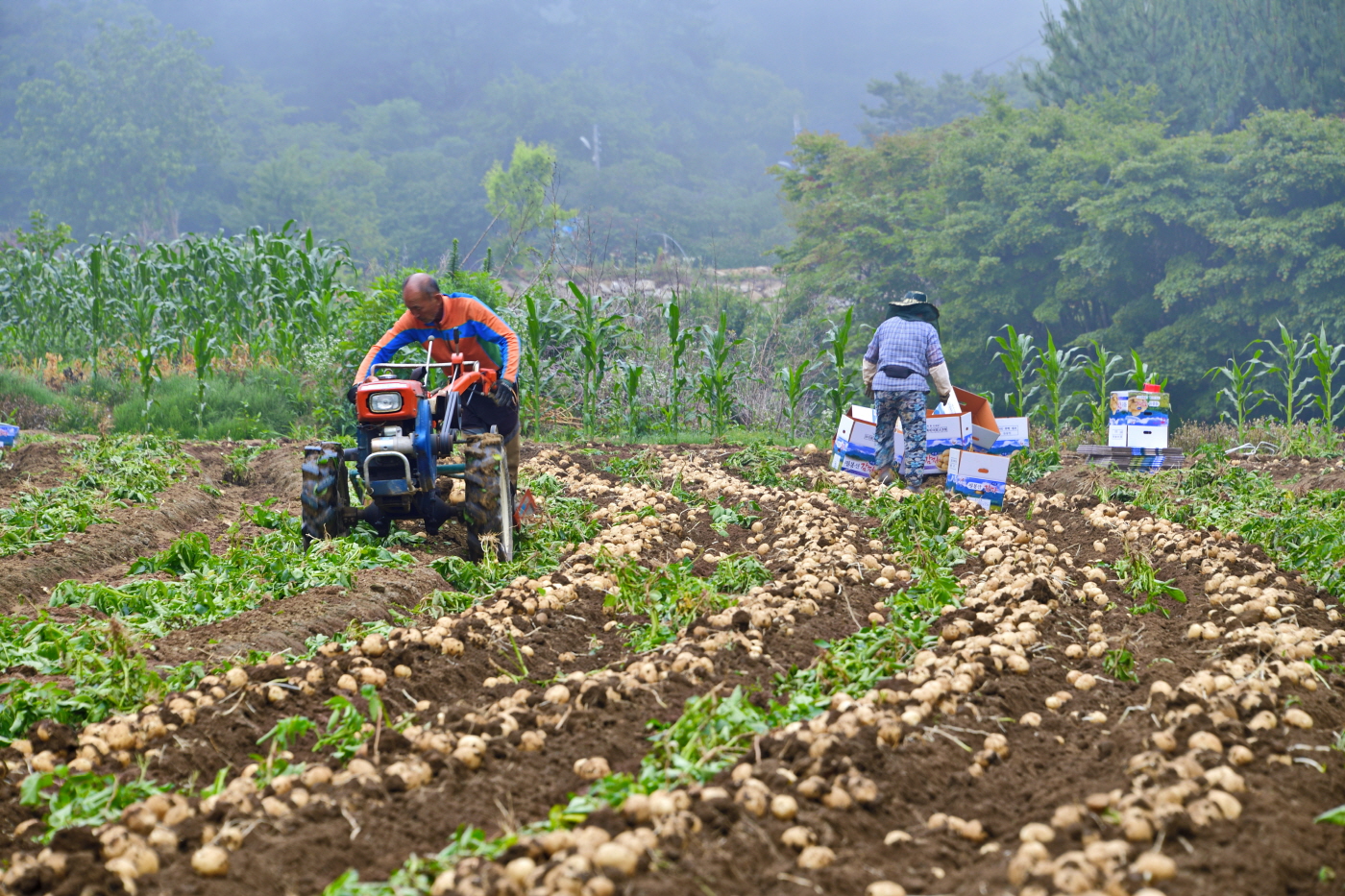 감자캐기 (2).jpg