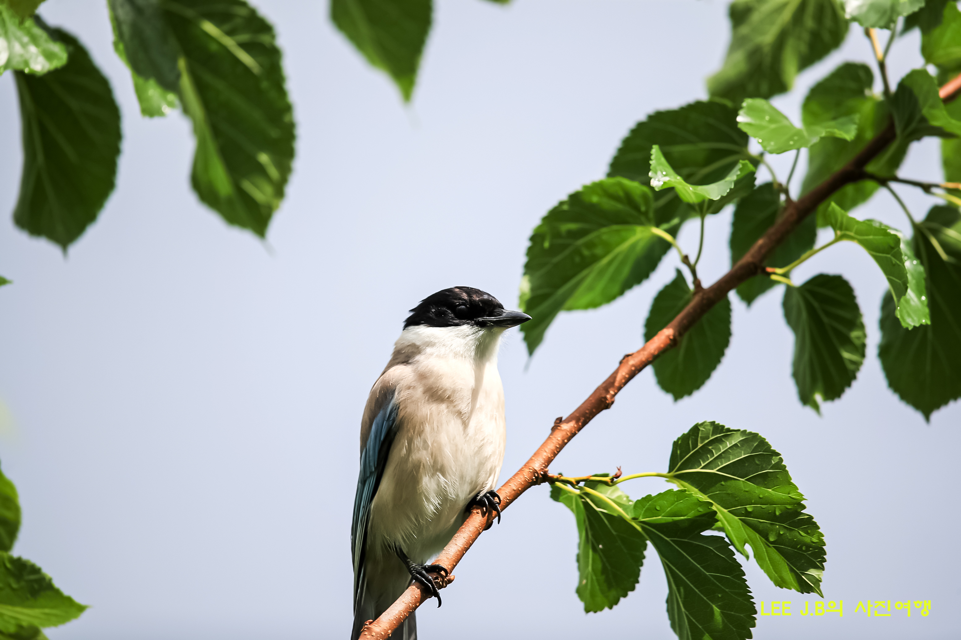 20220606-지곡초 (4).JPG