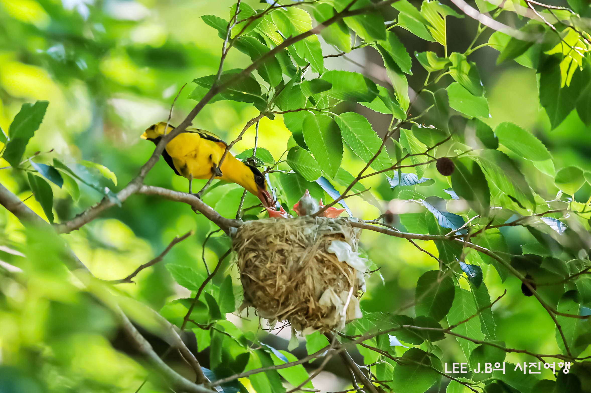 20220622-주전동 (2).JPG