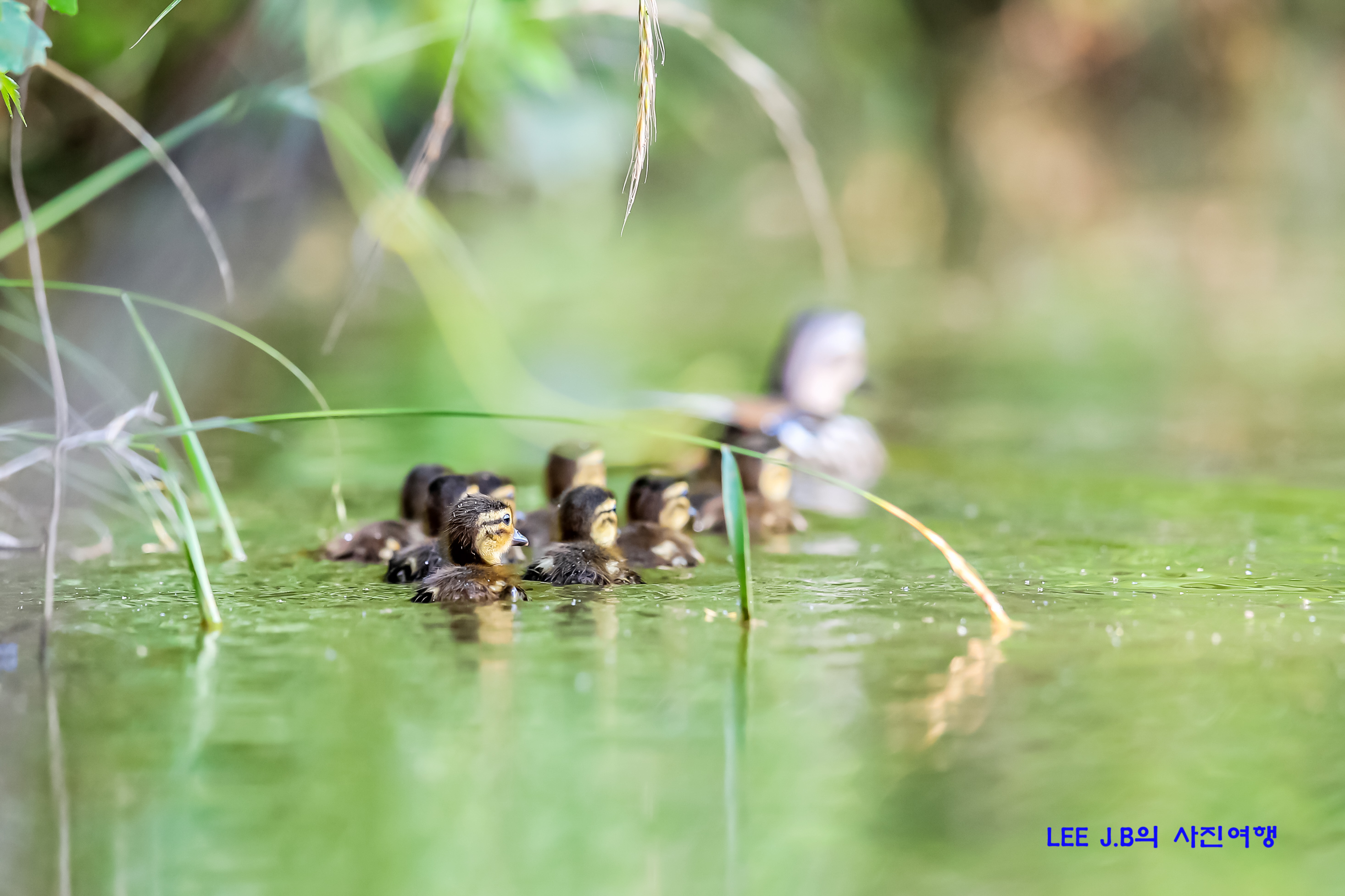 20220620-범서 (100).JPG