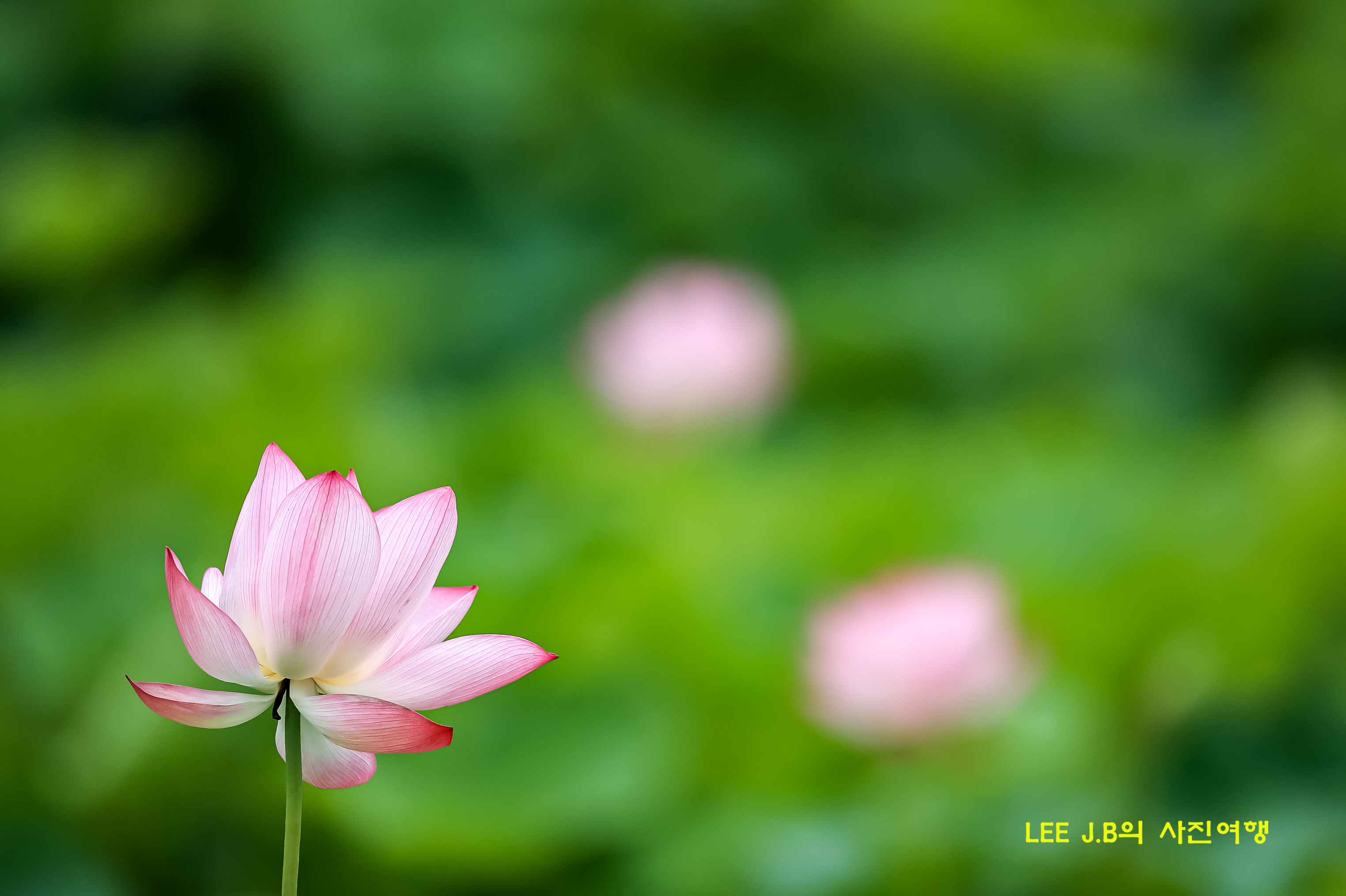 20220710-주남저수지 (3).JPG