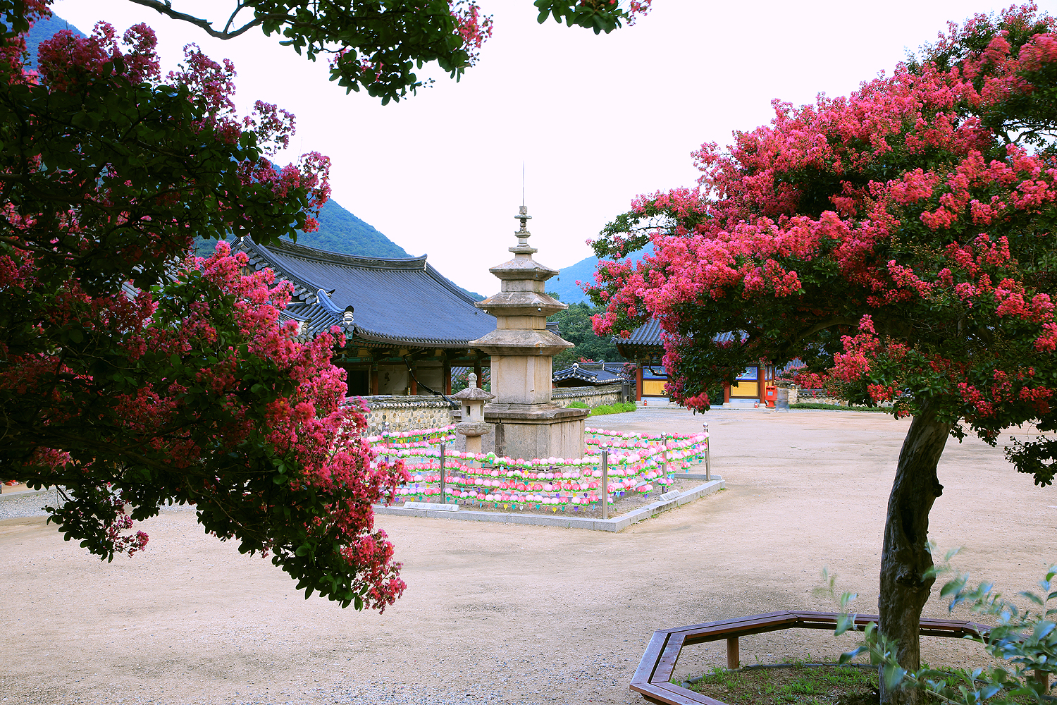 표충사 배롱꽃51.JPG