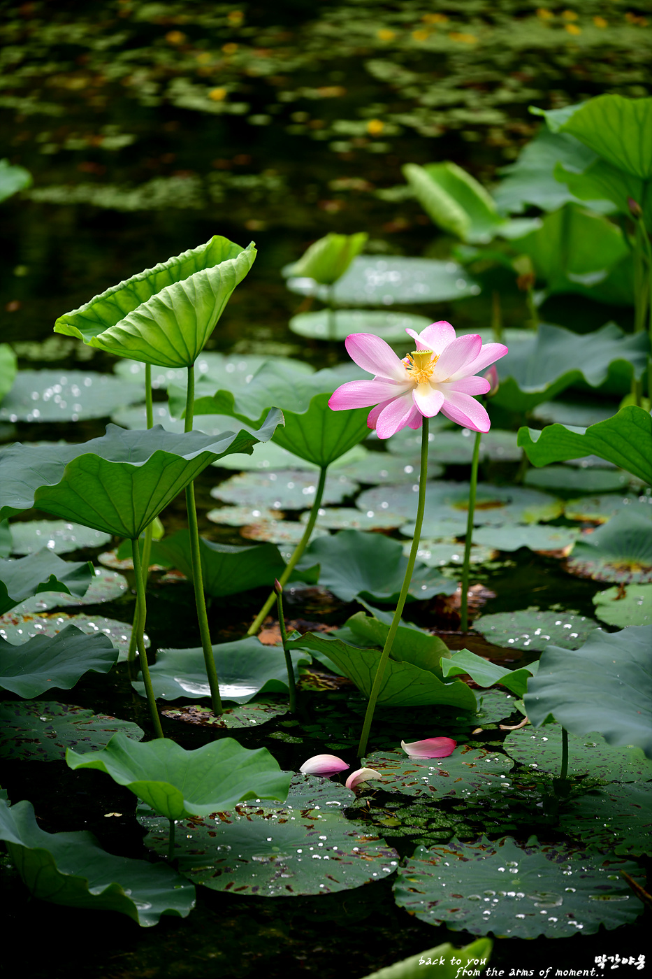 20220721 체화정_0100_view-pw.jpg