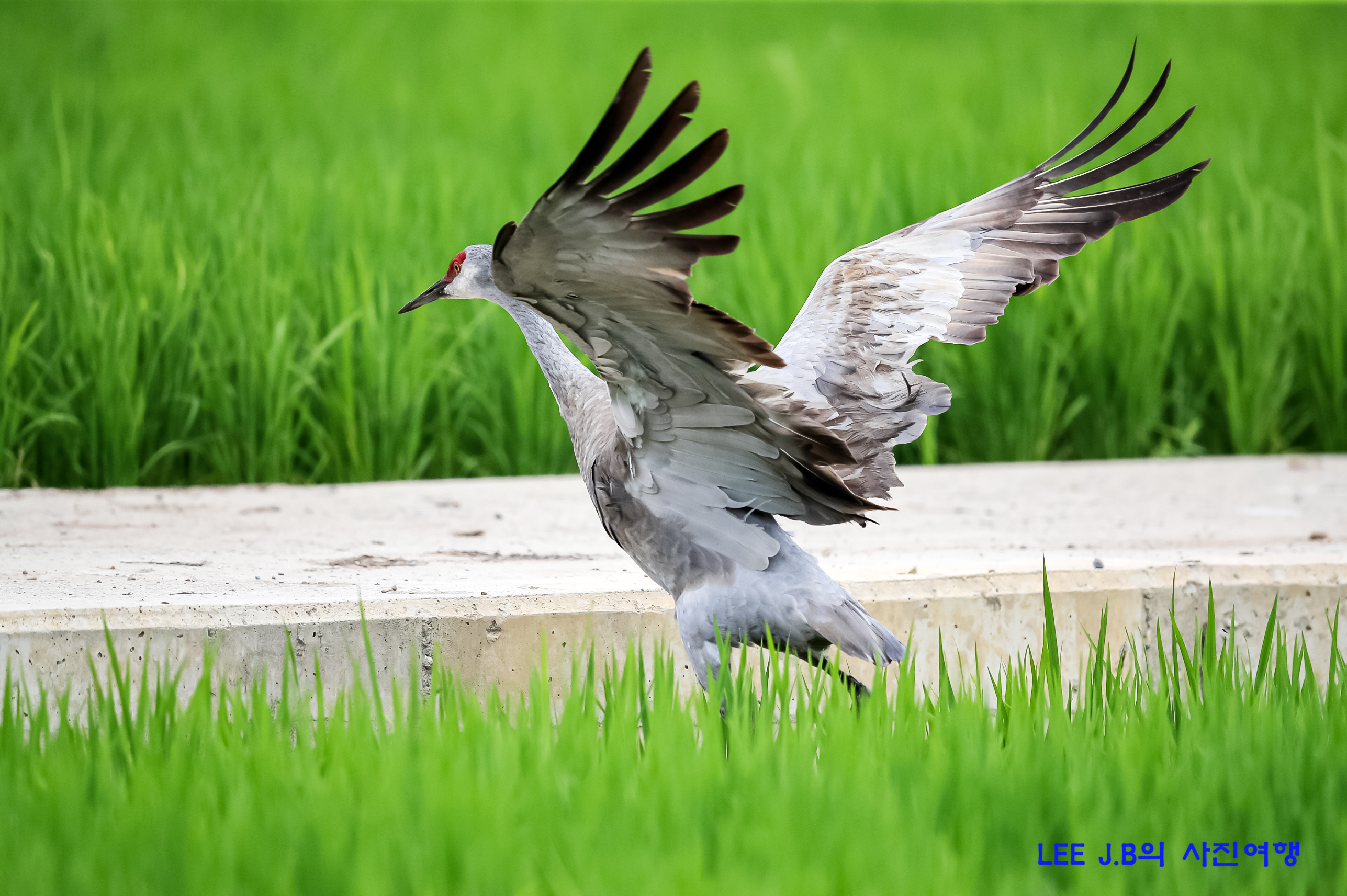 20220710-진해 (59).JPG