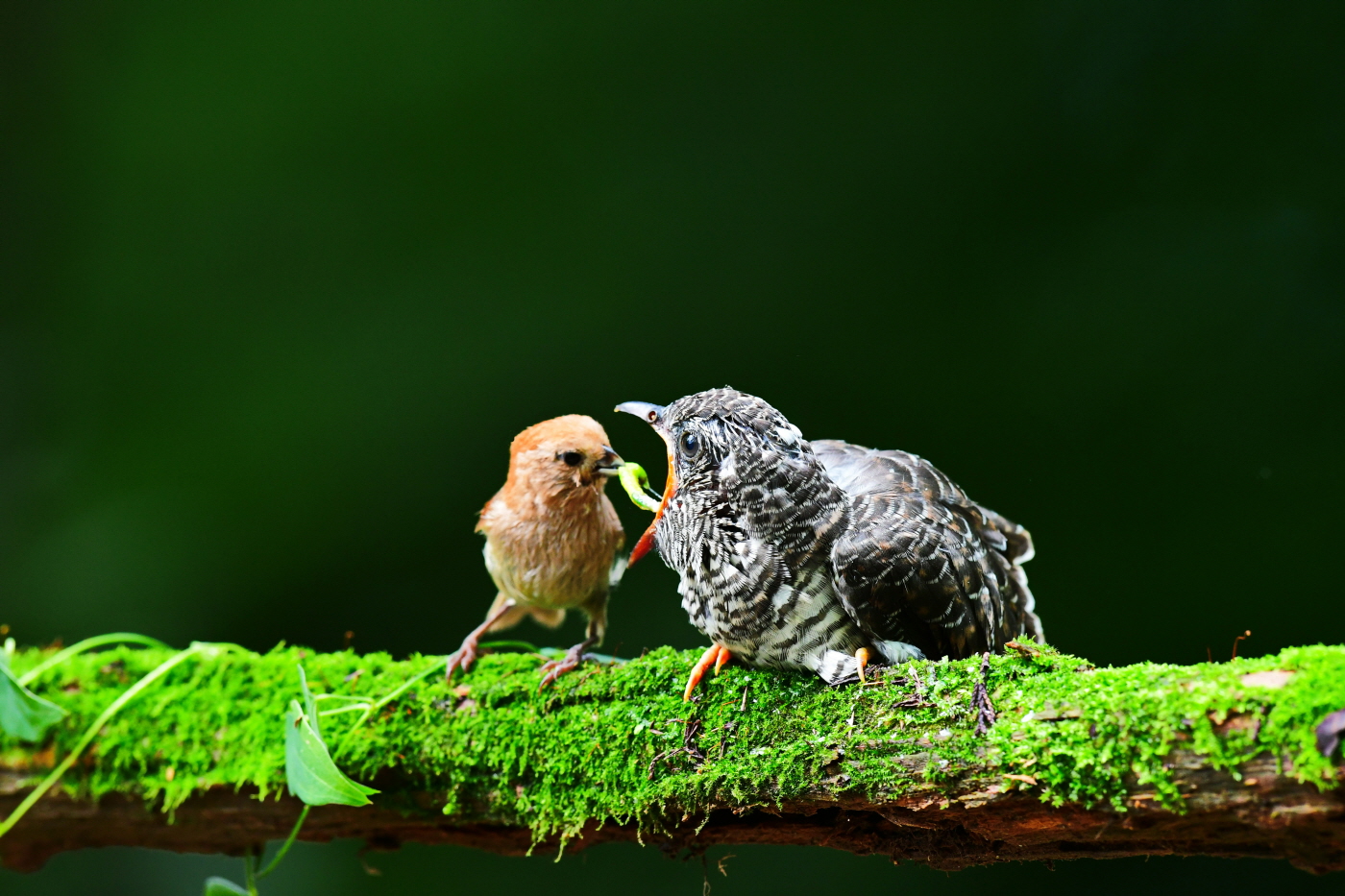 오목눈이가 뼈꾸기를 키우다..jpg