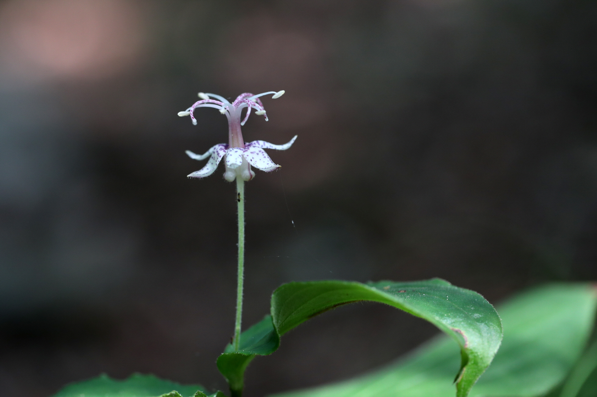 20200815-삼동조일 (7).JPG