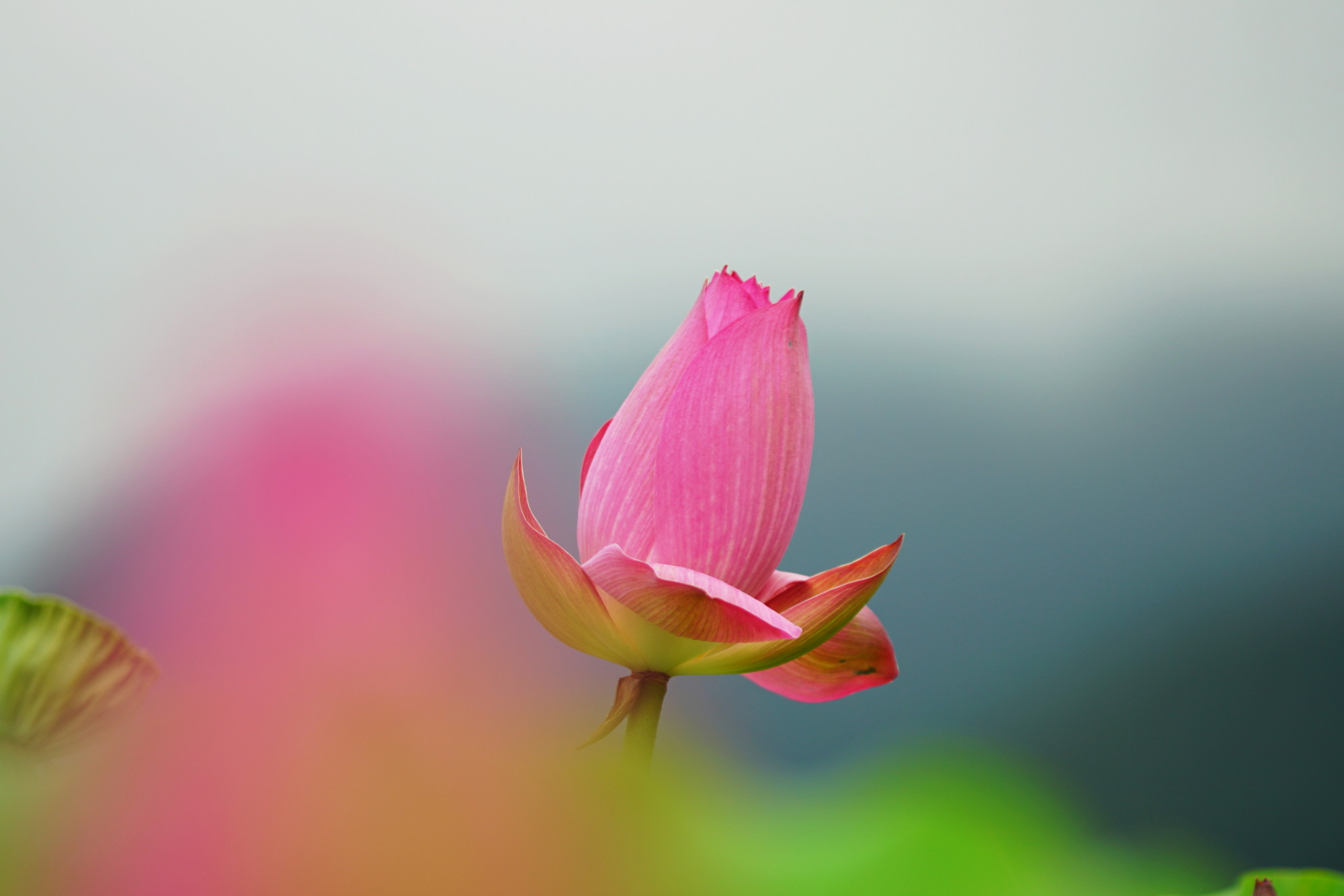 DSC05453 (1)0001.JPG