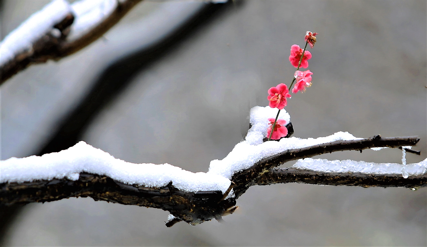 설화144A0818 (2).JPG