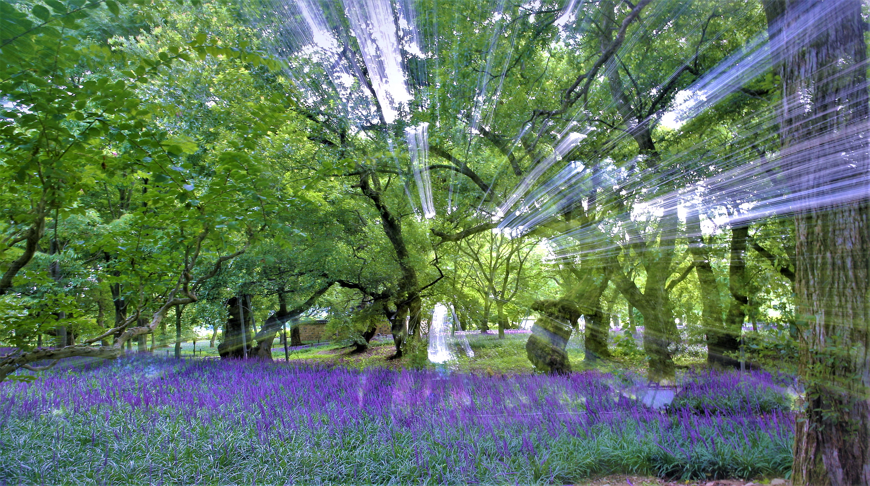 계림맥문동144A5363 (2).JPG