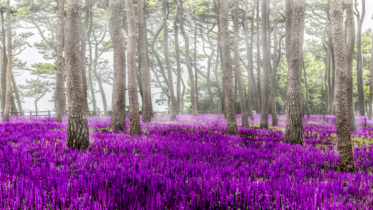 대왕암 맥문동3.jpg