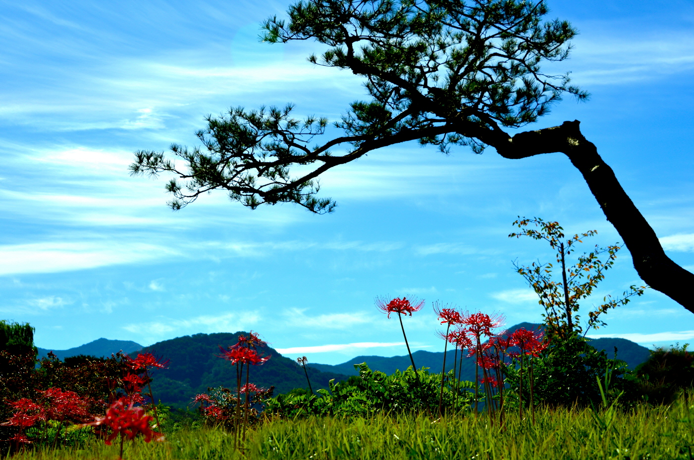 불갑사 상사화.jpg