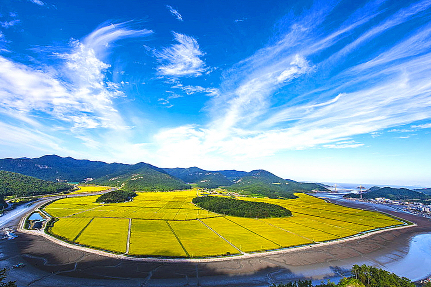 법성포 가을들녁.JPG