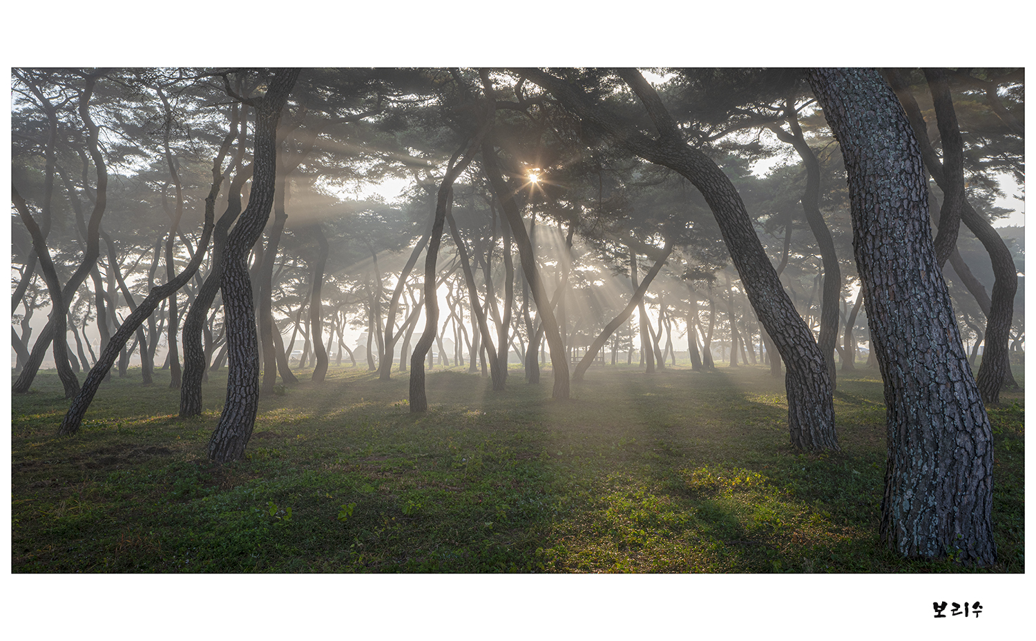 소나무22.jpg