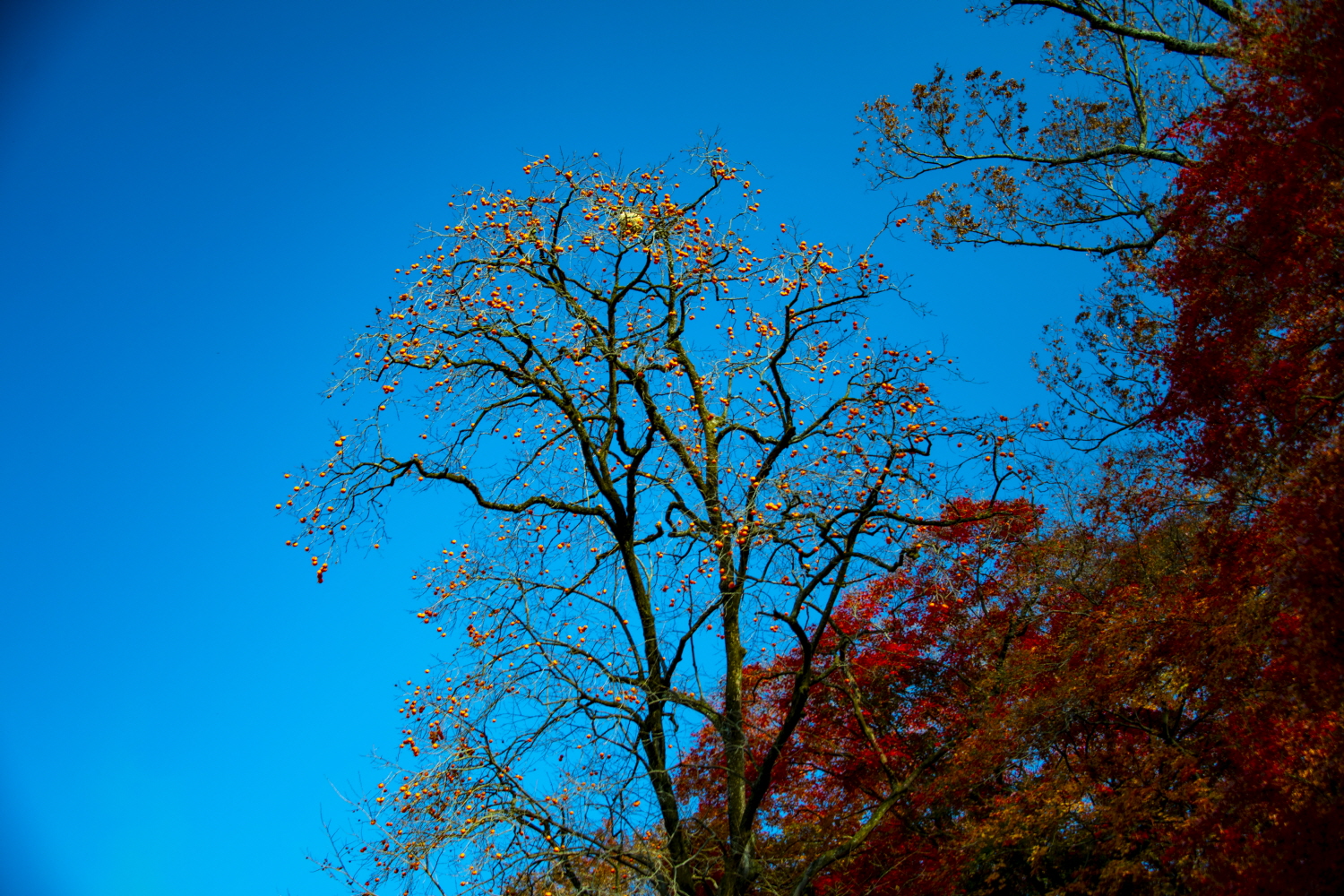 문수사 감나무의 말벌둥지.JPG