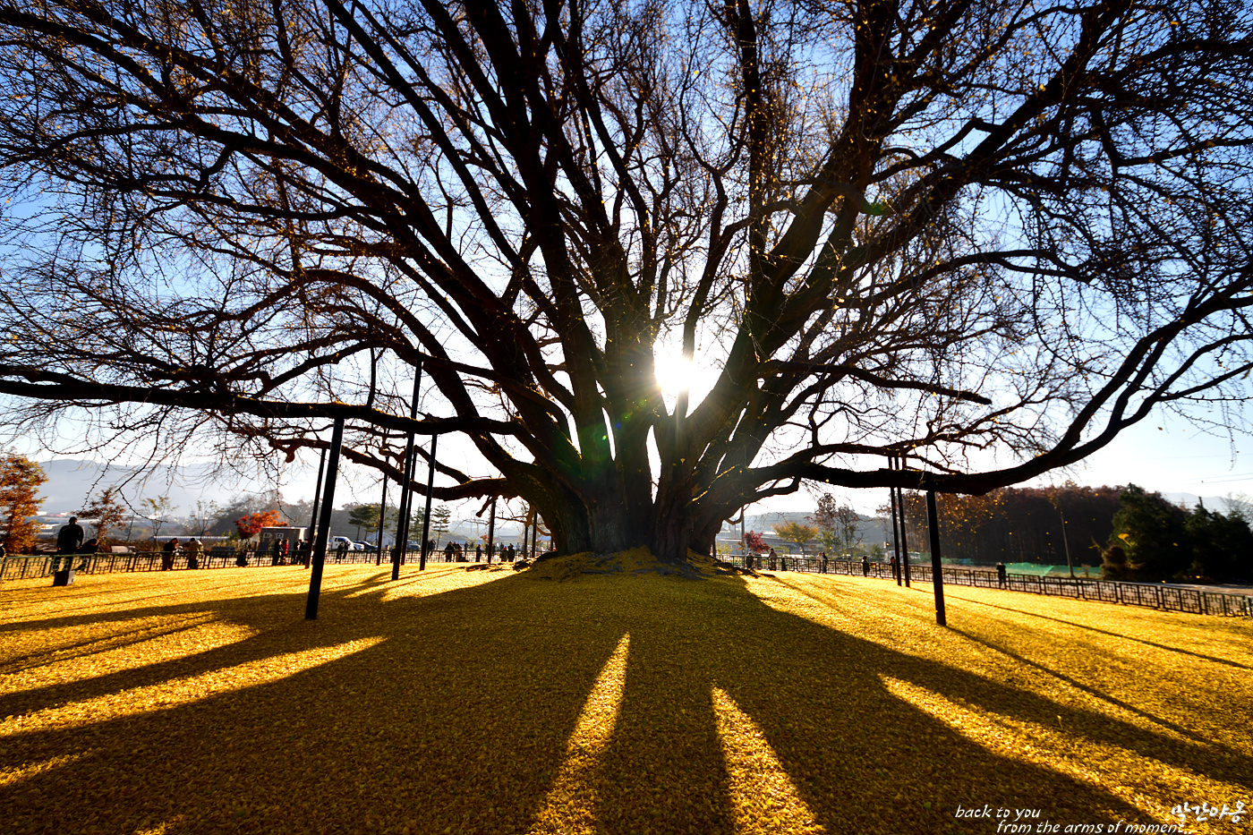 20221105 반계리 은행나무_0185_view-pw.jpg