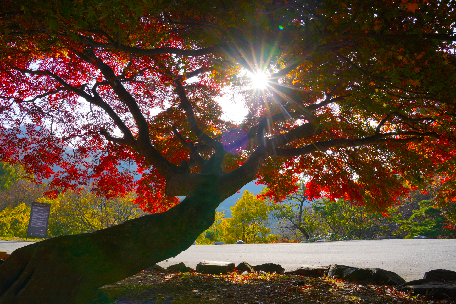 문수사 입구의 단풍나무.JPG