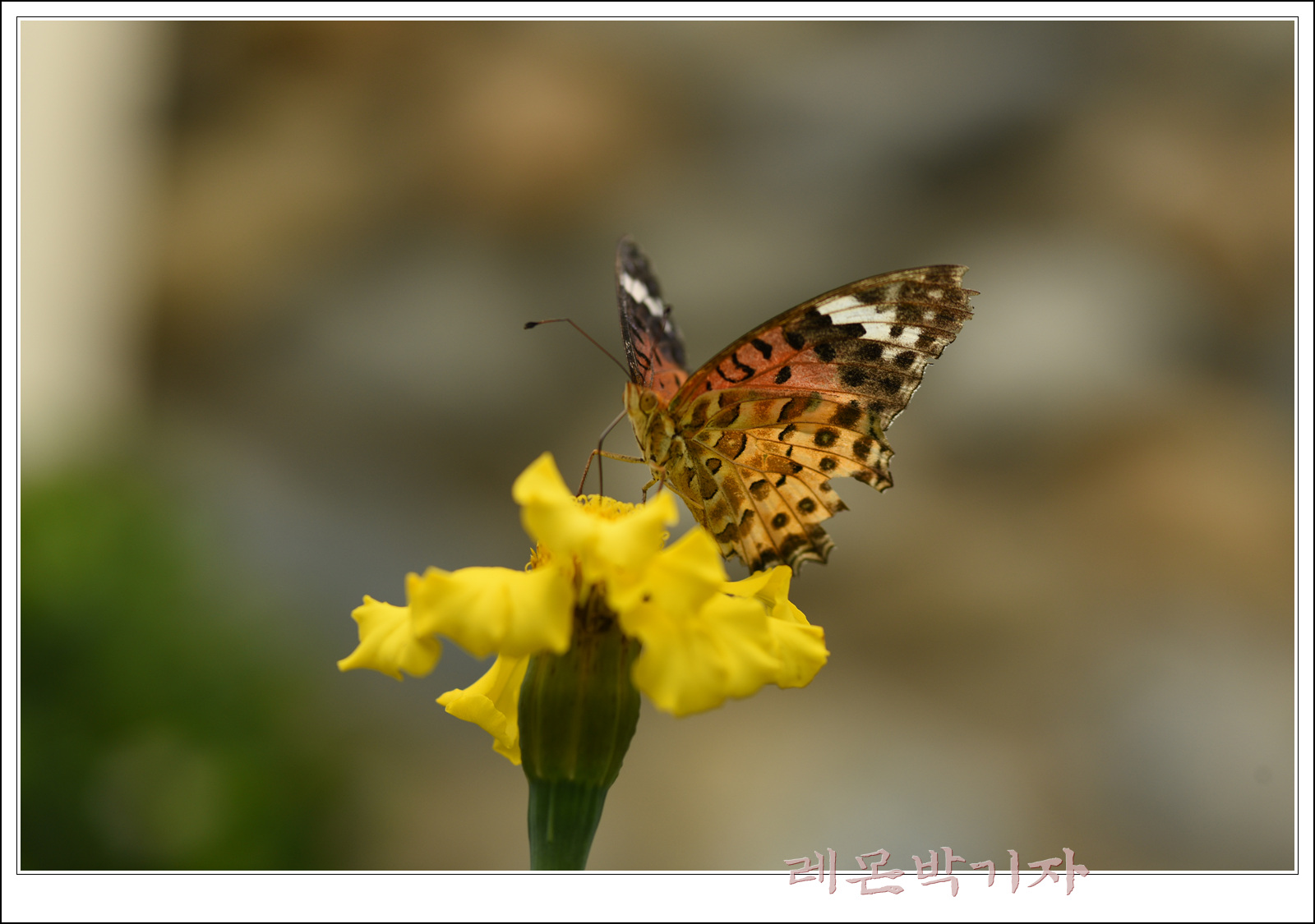 범부채나비 (68).jpg