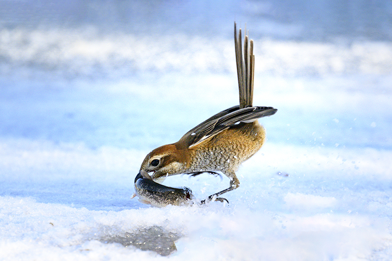 DSC_7155-향상됨ㅡ클라.jpg