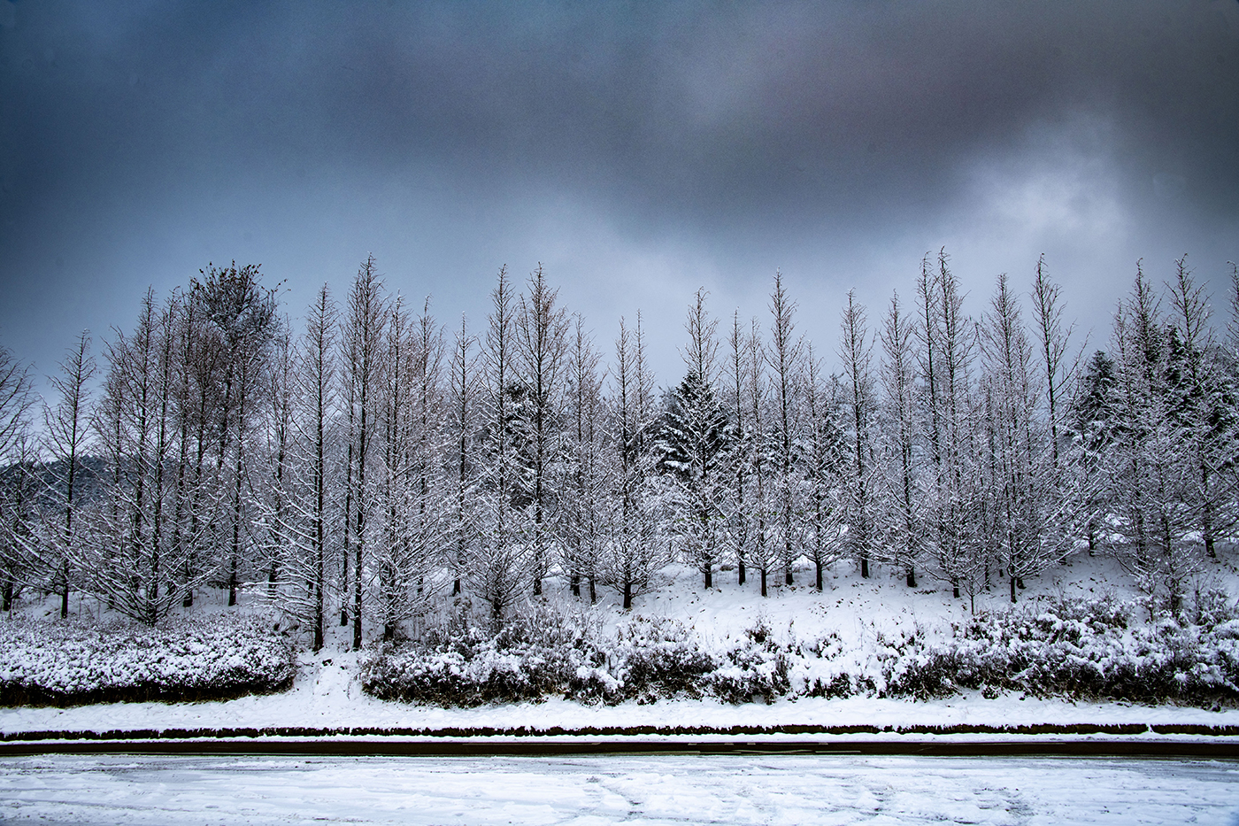 겨울을 이겨내는 나무들1.jpg