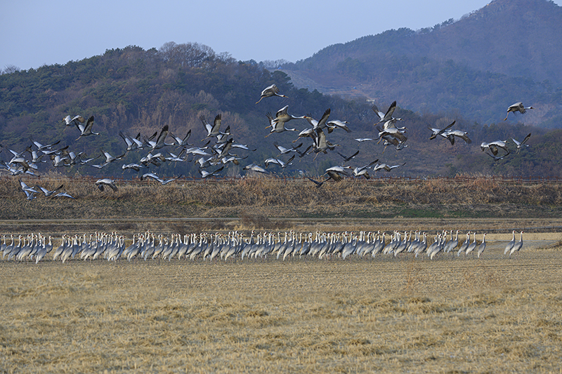 DSC_3143-향상됨ㅡ클라.jpg
