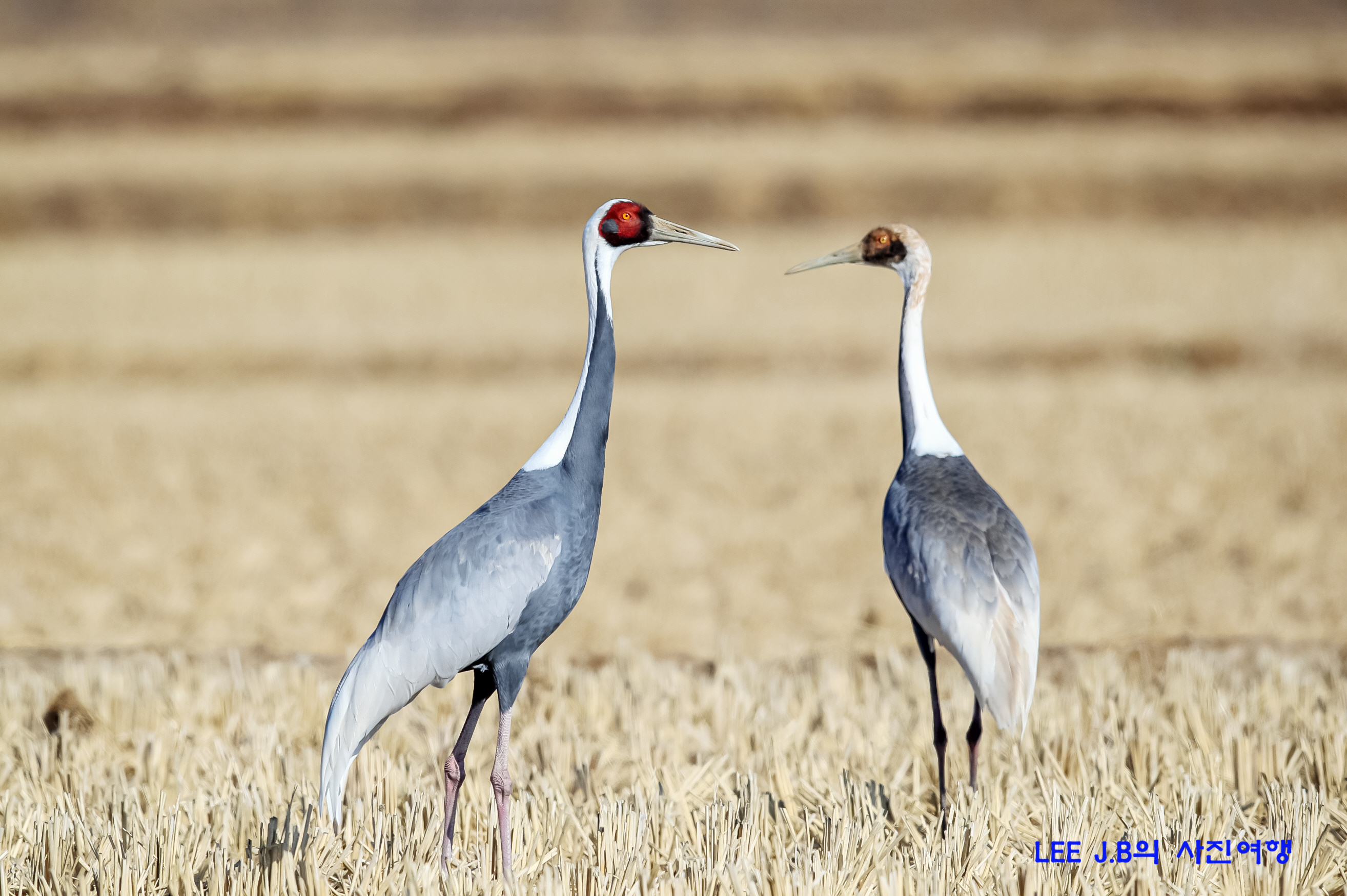 20230108-주남저수지 (21).JPG